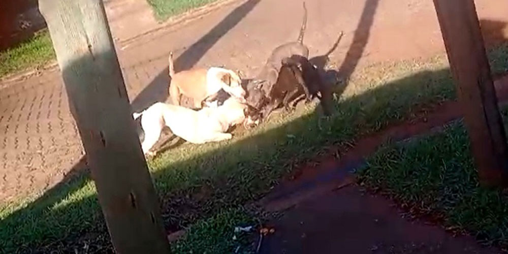 La Justicia ordenó devolver los pitbulls que mataron a un perro