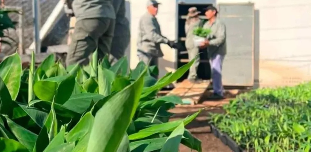 Nueva exportación: Misiones envía miles de plantines de banano a Salta