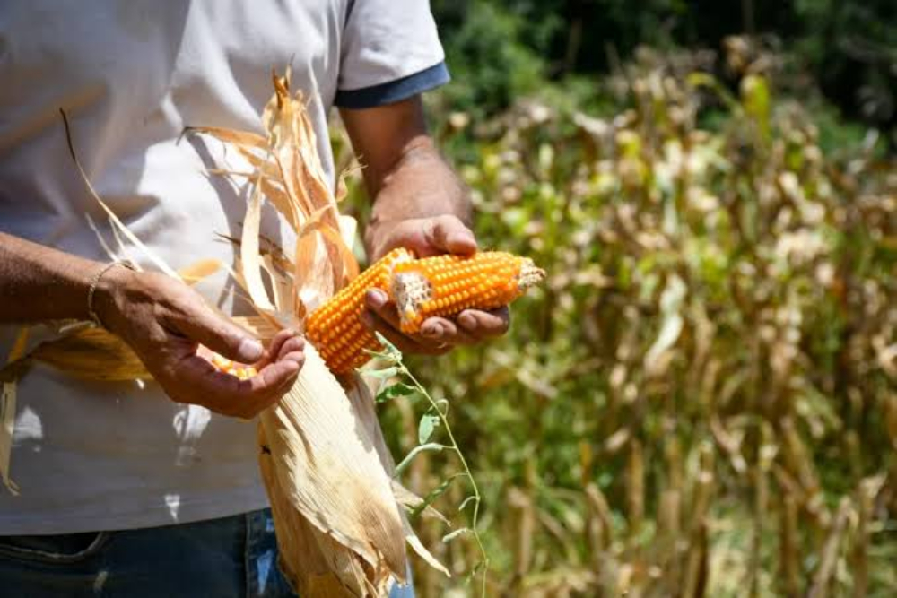 El maíz gana más espacio para diversificar la producción local