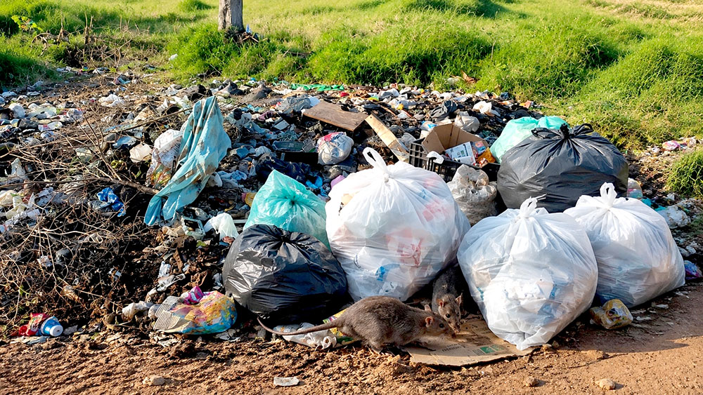 Posadas: alertan en los barrios que hace meses no reciben veneno para ratas