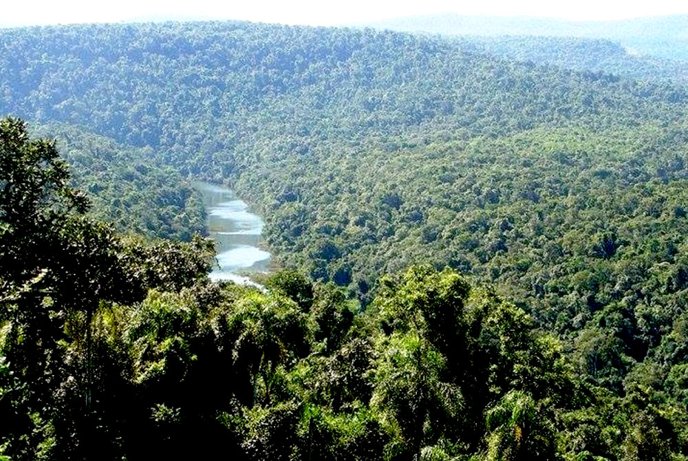 Semana clave para los misioneros: se debate la extranjerización de la tierra