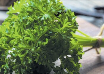 Perejil, la aromática estrella de la huerta
