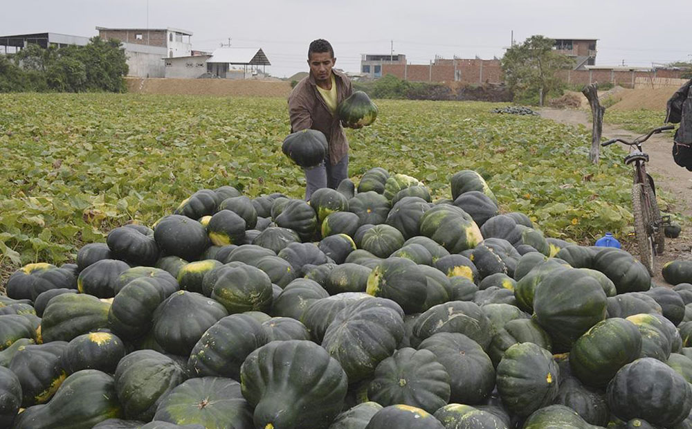 Opciones para  el té misionero