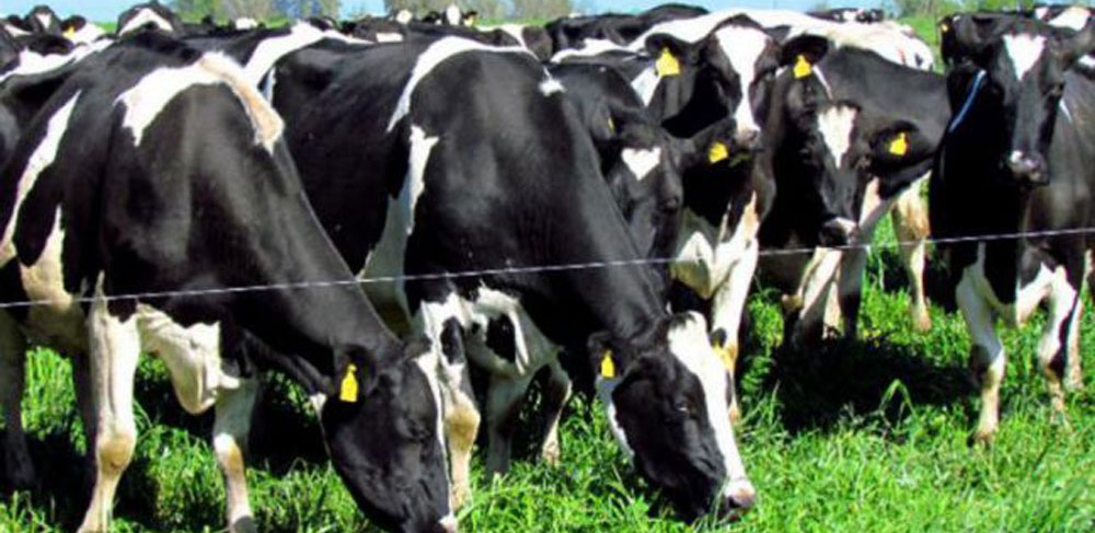 Aconsejan recorrer lotes para prevenir daños del bicho torito