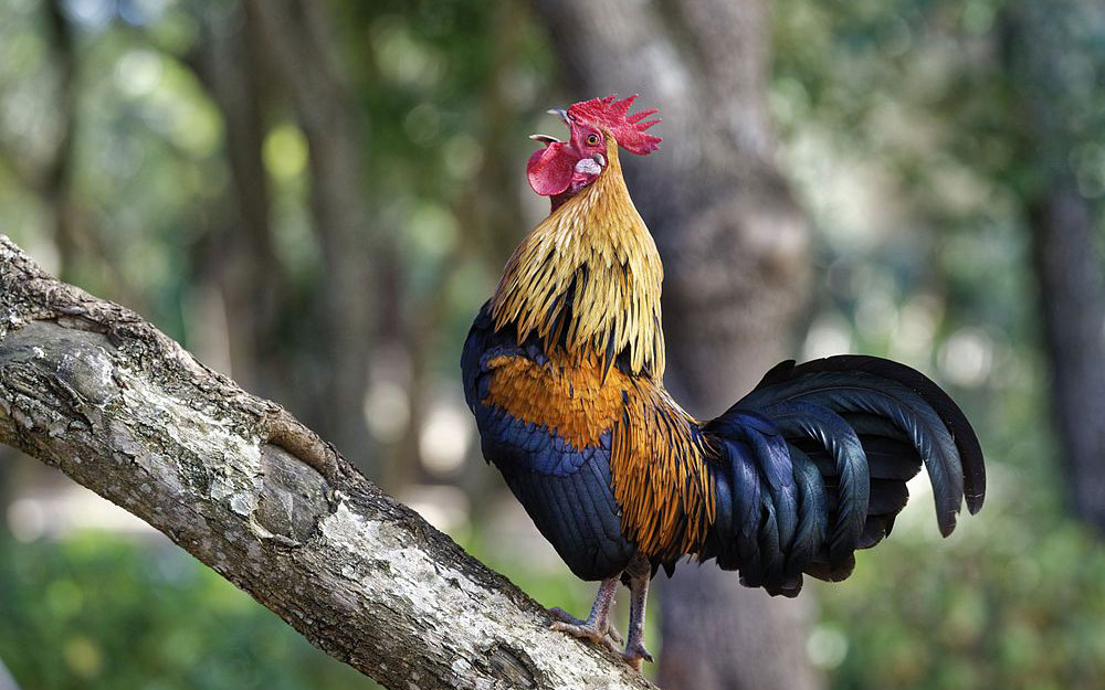 Mono: una buena opción