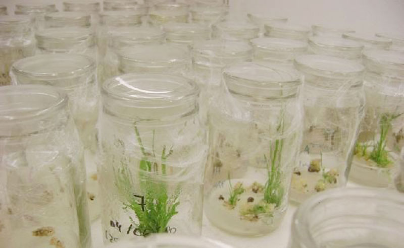 Opciones para  el té misionero