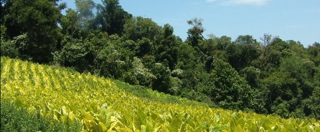 Advierten el uso de plaguicidas altamente peligrosos en chacras de Misiones