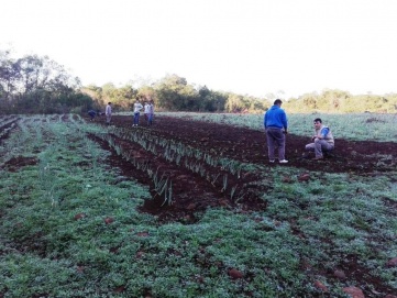 Diagraman una huerta comercial “comunitaria”