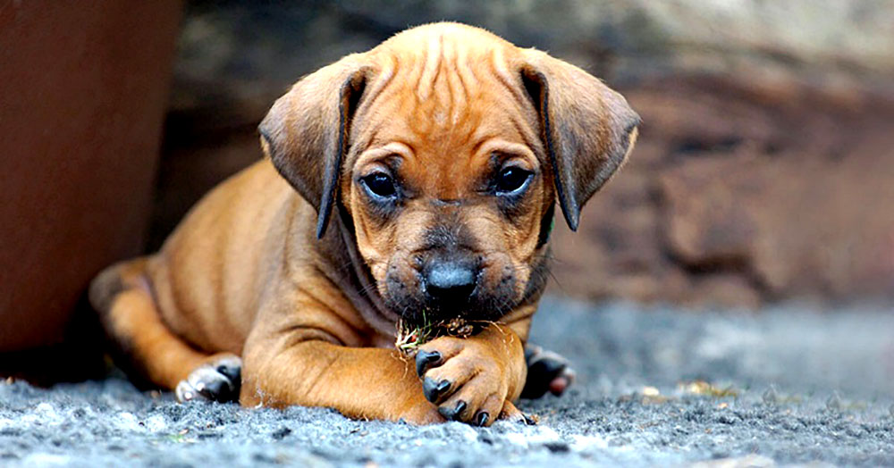 Domingo en familia y con mascotas en la costanera