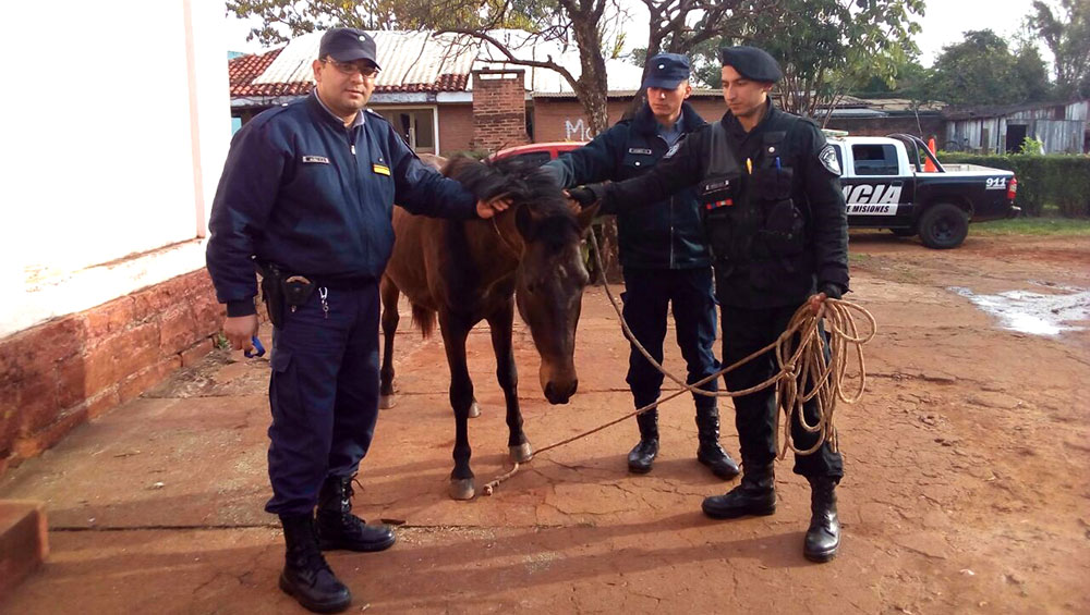 Robaron un caballo para cambiarlo por vino