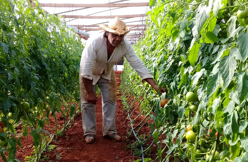 Verduras y hortalizas, ganan lugar  en las huertas sanvicentinas