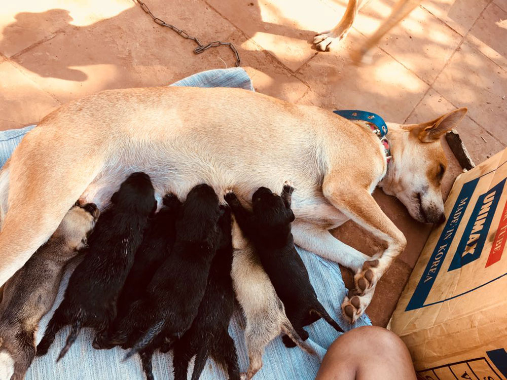 Maltrato, abandono y falta de responsabilidad