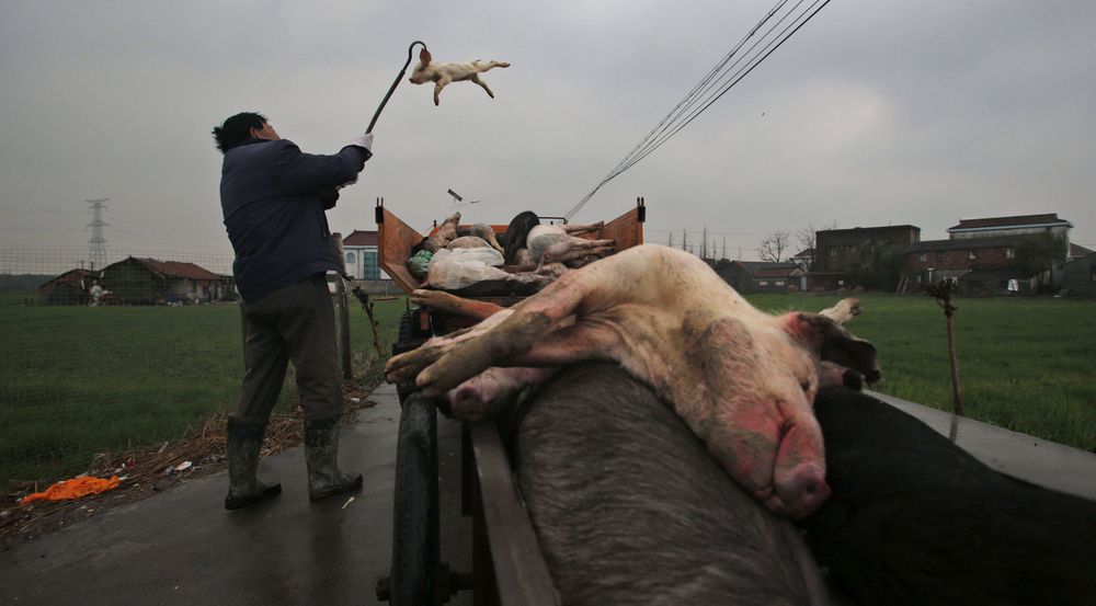 China sacrifica casi 15.000 cerdos para contener una epidemia porcina