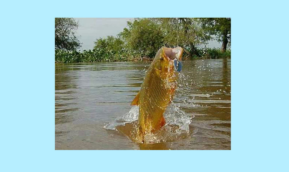 Fiesta del Dorado: Fiscales y pescadores fotografiarán cada captura