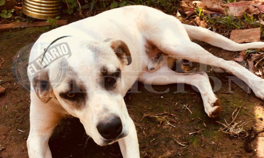 Aumenta la cantidad de animales abandonados en Misiones