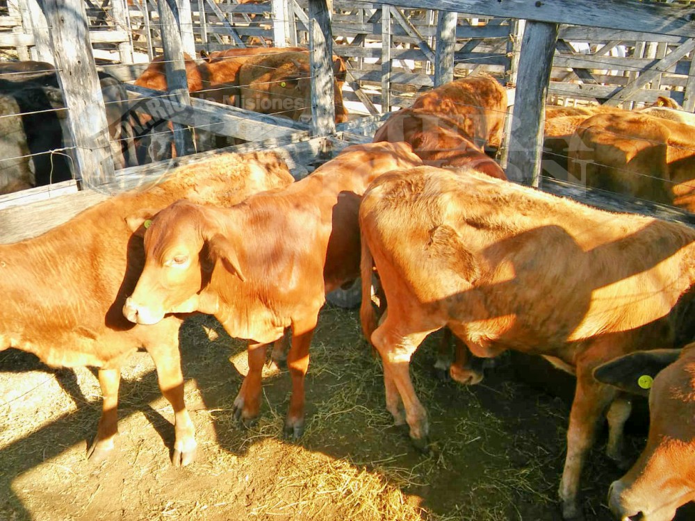 La Fiesta Provincial del Ganadero se vive a pleno