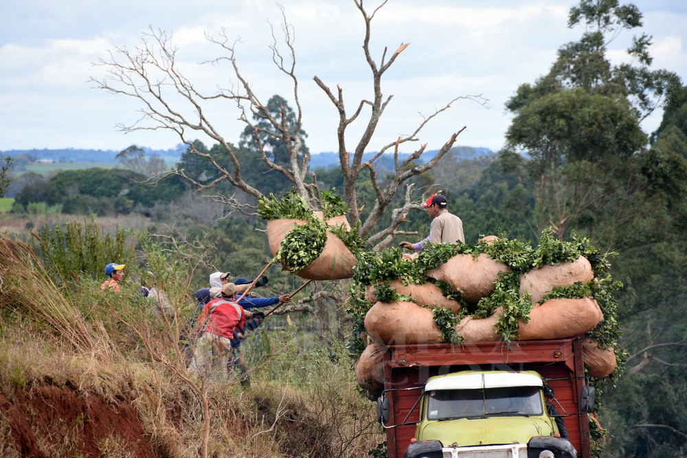 El INYM comenzó a revisar el precio de la yerba mate