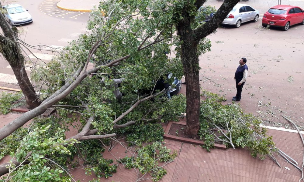 El temporal en Misiones provocó varios postes y árboles caídos