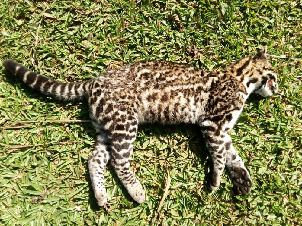 Otro felino atropellado en el Parque Urugua-í