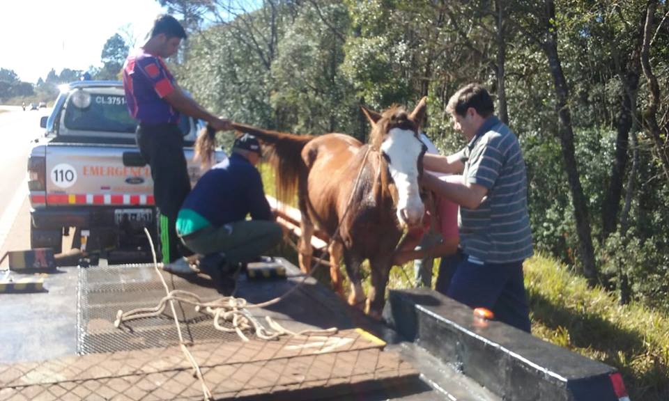 Rescatan a un caballo atropellado sobre la ruta 14 cerca de San Pedro
