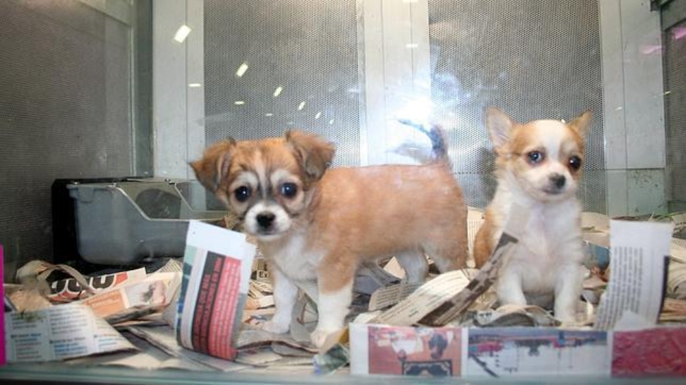Gobierno británico pretende prohibir la venta de perros y gatos