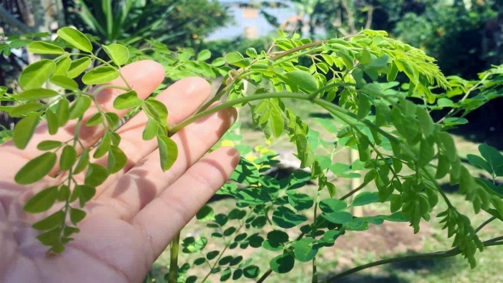 Comenzaron a impulsar el cultivo de Moringa