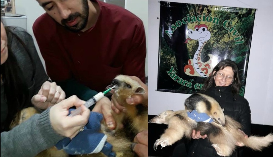 Una cría de oso melero fue encontrada junto a su madre muerta