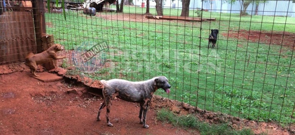 Piden incorporar a la currícula escolar el buen trato a los animales