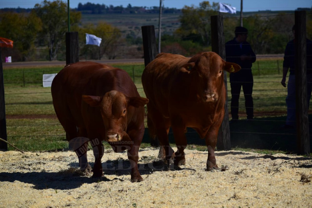 Cierra hoy la Expo Rural Misiones 2018
