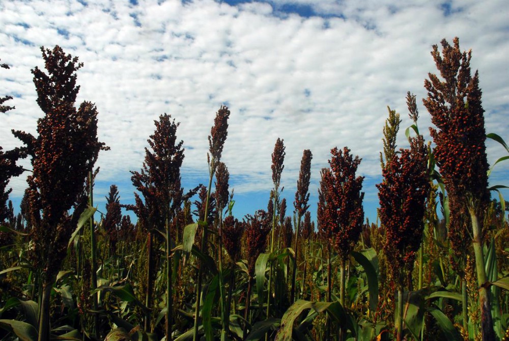 Siembran los primeros sorgos con resistencia a herbicida