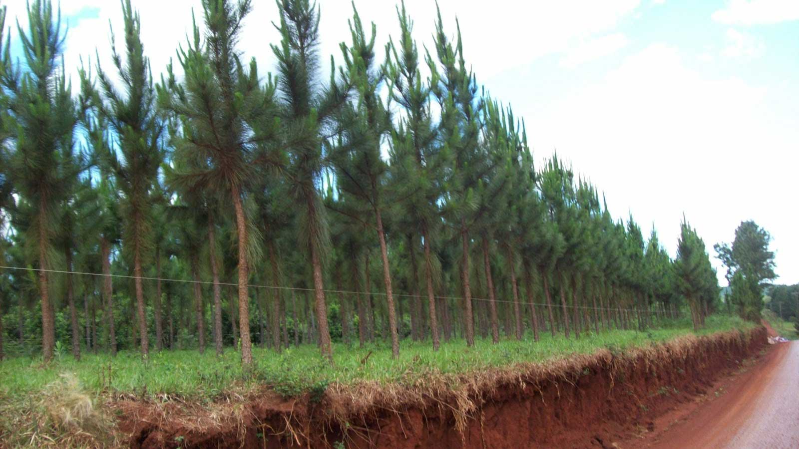 Elevaron a Diputados el proyecto para la prórroga de la Ley 25.080