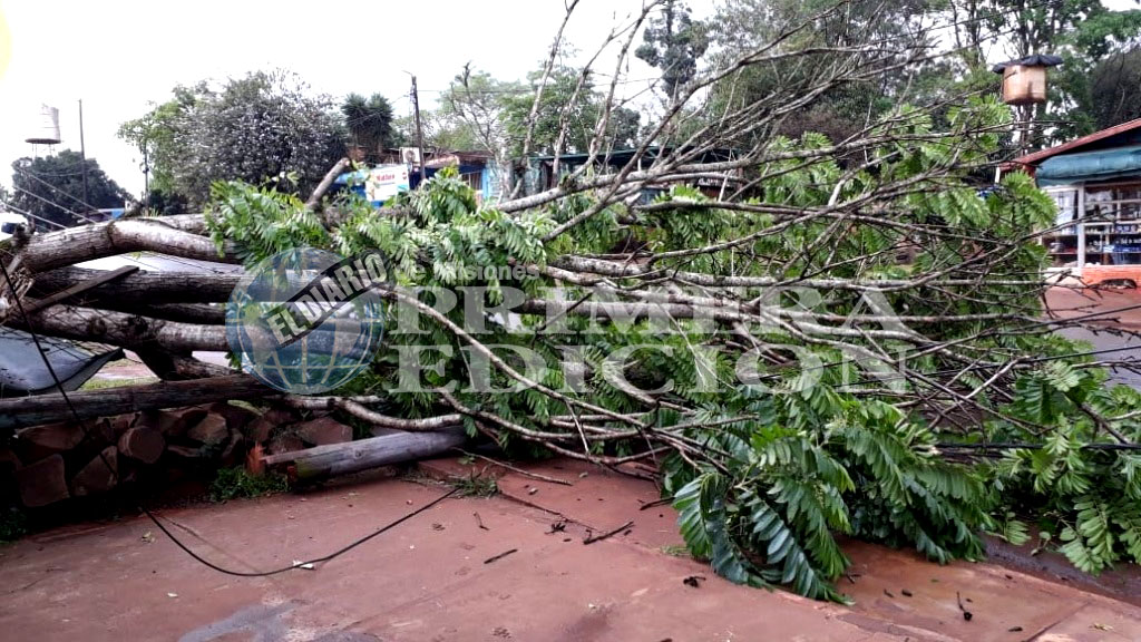 Puerto Iguazú: caída de árboles y cortes de luz debido al mal tiempo