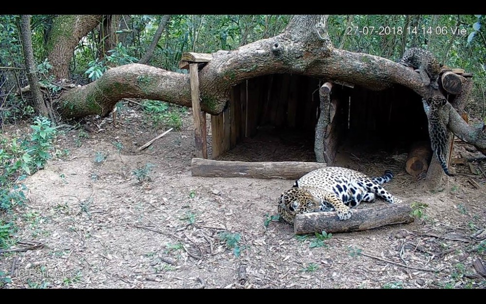 Los cachorros de yaguaretés ya tienen nombre