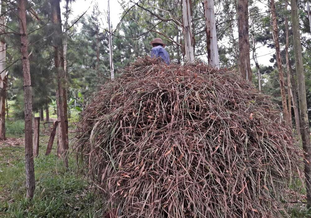 Esencieros apuestan a la venta directa de citronela