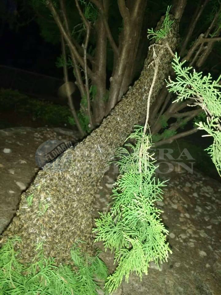 “Hay que tener conciencia, en el mundo entero las abejas están muriendo”