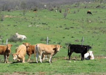 Programas de créditos para productos culturales y comercios barriales