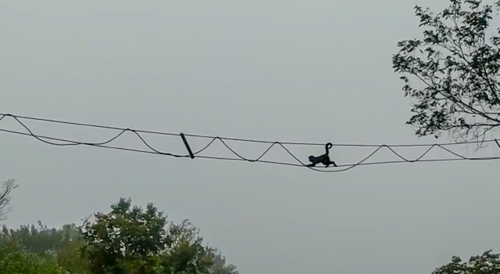 Los “monitos” se apropiaron de pasafauna aéreo en Iguazú