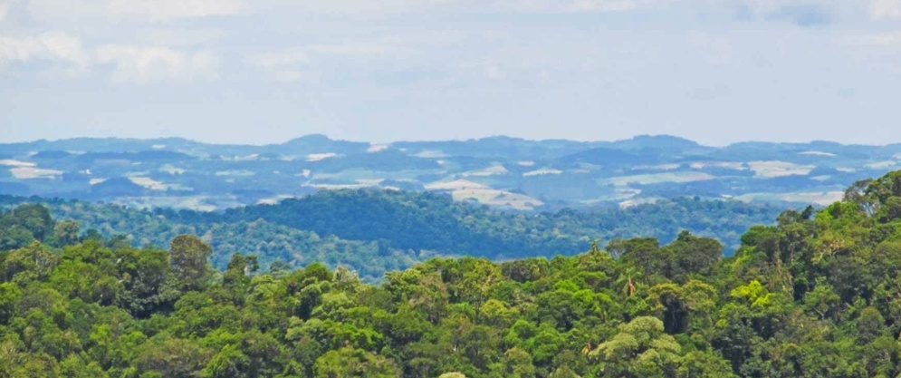 Buscan conservar los sectores de la selva misionera en tierras privadas