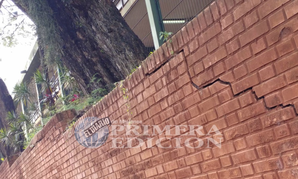 Oberá: preocupación por la inestabilidad de dos grandes árboles