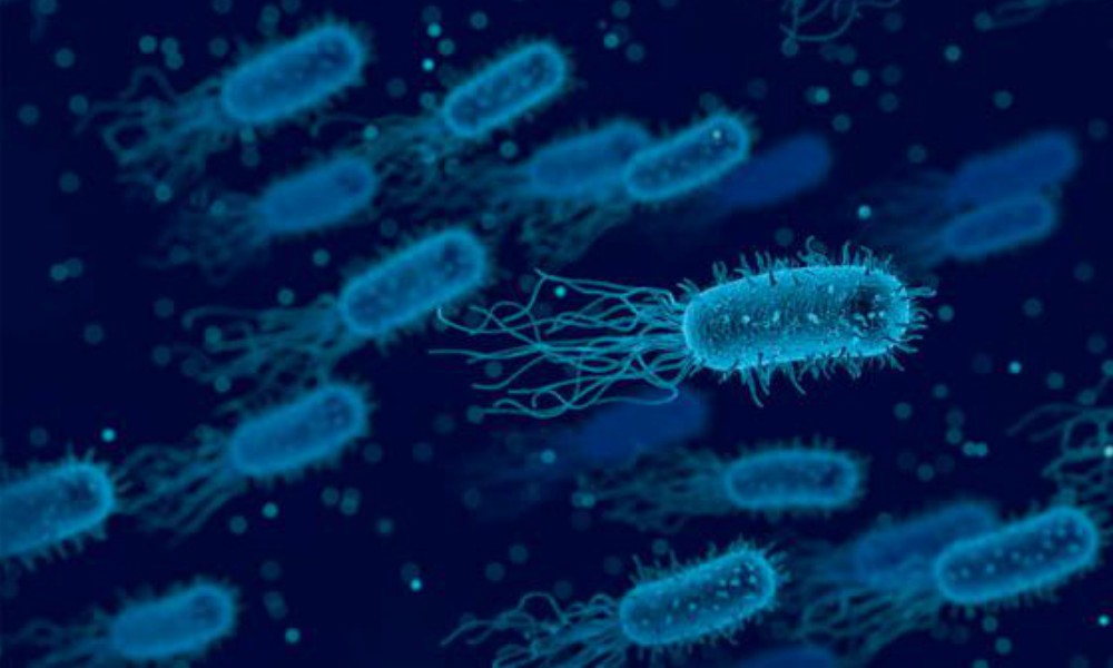 Streptococcus pyogenes: son “tranquilizadores” los resultados de estudios