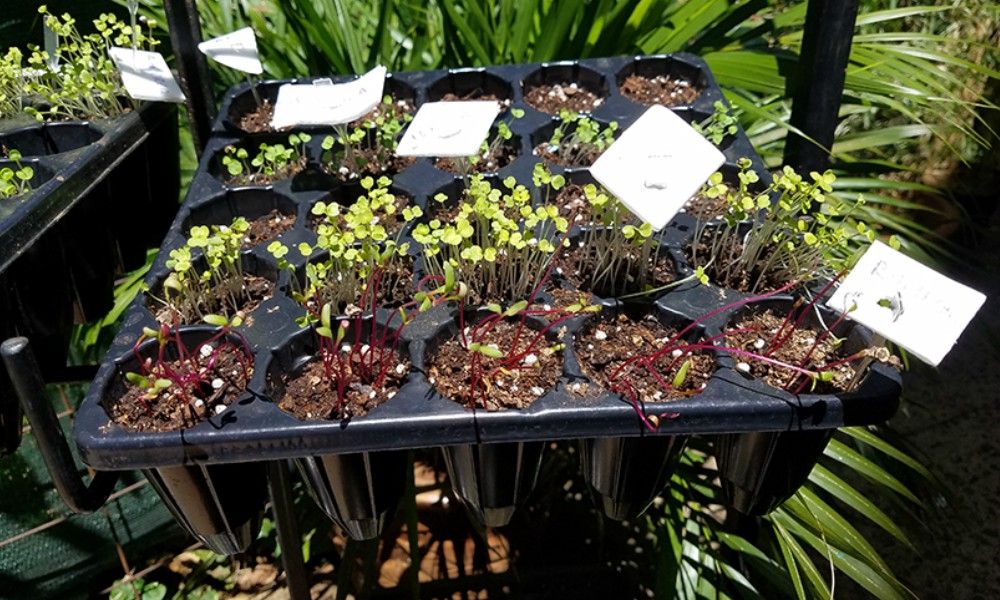 Para recibir la primavera realizarán un “Encuentro Verde”