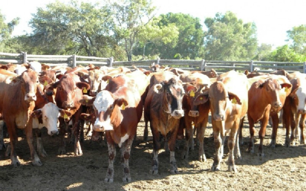 Misiones perdió 25 mil cabezas bovinas en los últimos cinco años