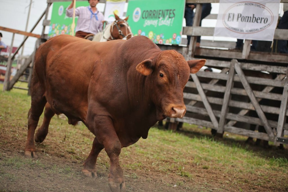Primer Remate Genética para el Iberá en Ituzaingó