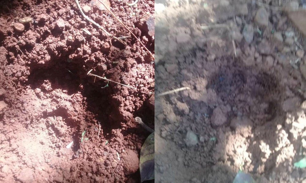 Registran la presencia de un yaguareté en el Parque Provincial Urugua-í