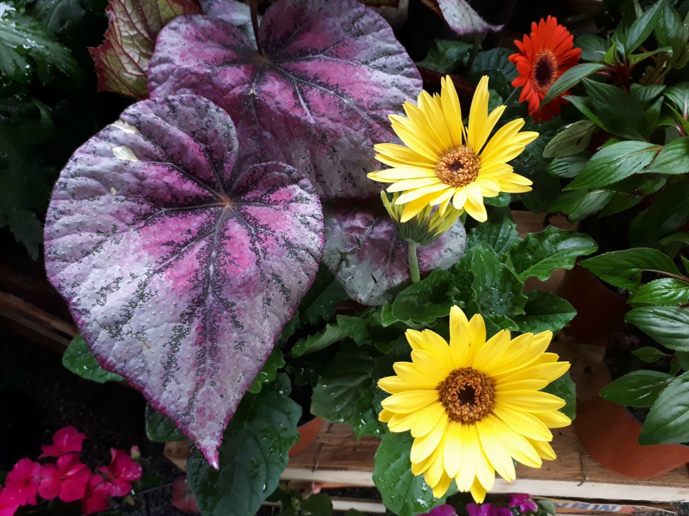 La primavera llegó al Mercado Concentrador de Posadas