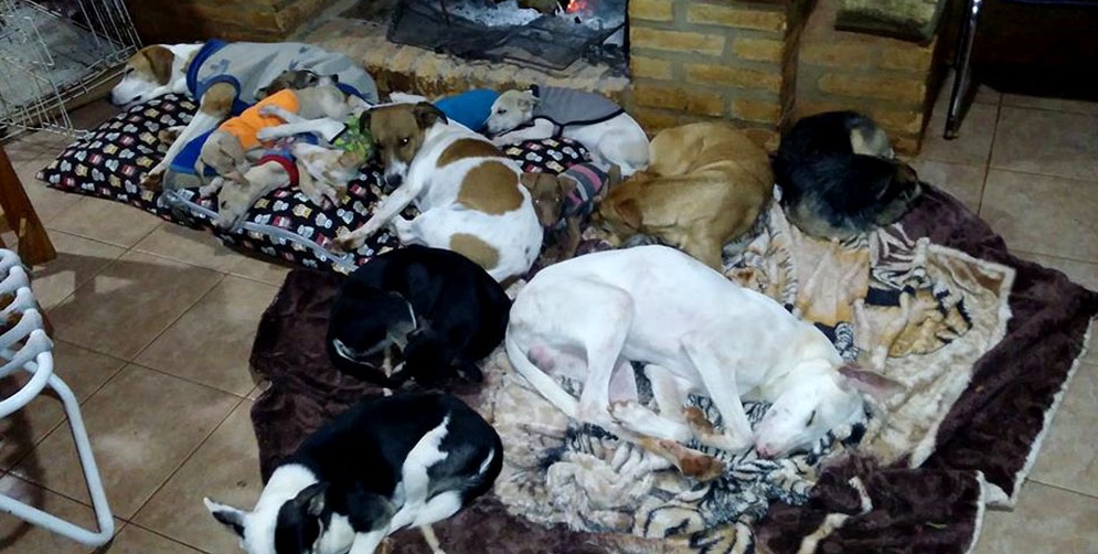 Gran remate solidario para el refugio Colitas Chochas