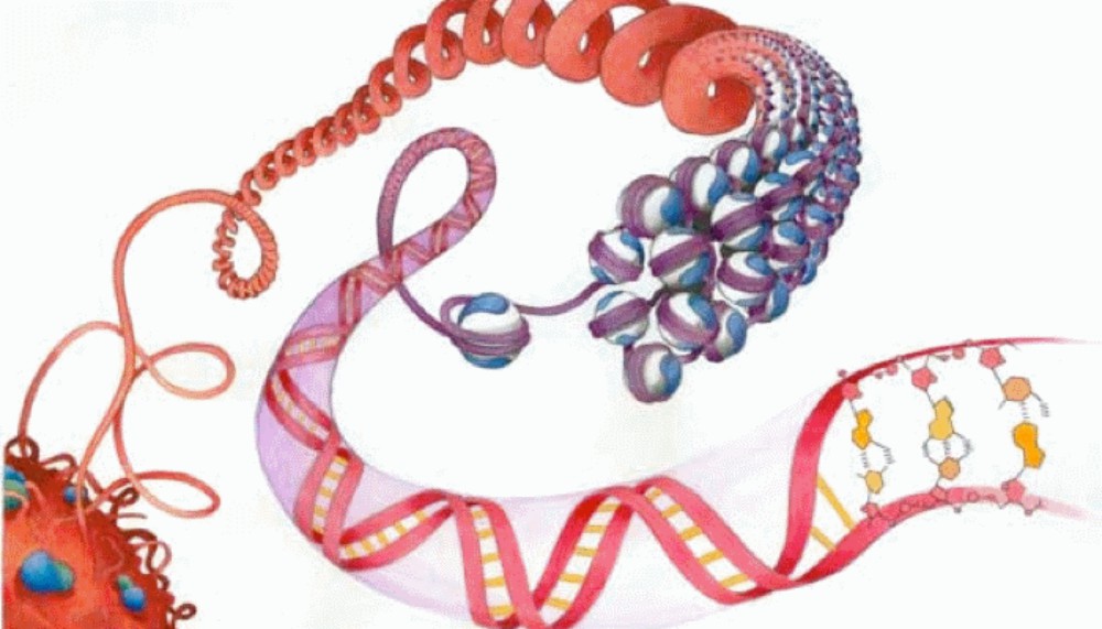 Conocemos de qué se trata la epigenética