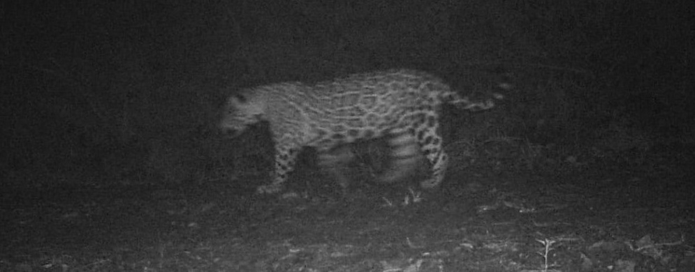 El yaguareté Poguapy dio “señales de vida” en el Valle del Cuña Pirú