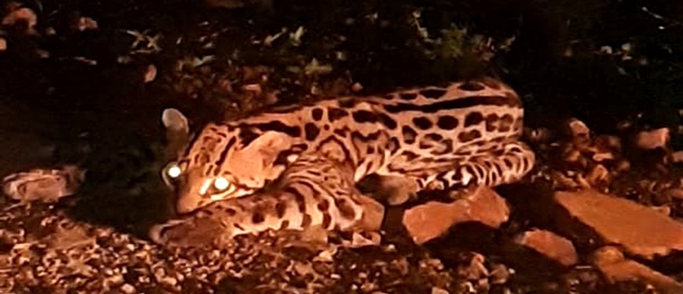 Atropellan y dejan al borde de la muerte a un gato onza