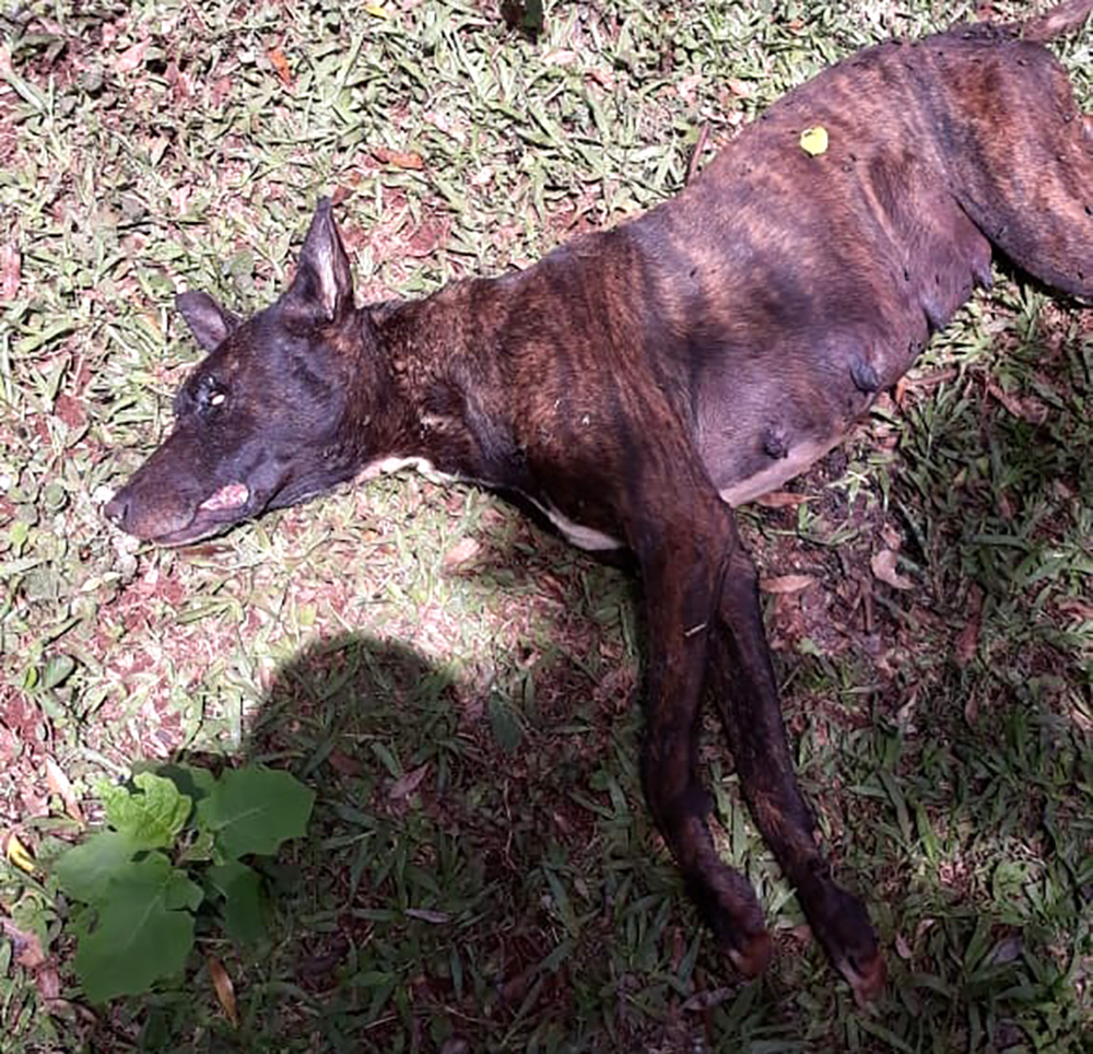 Misteriosa muerte  de perros en Yrigoyen